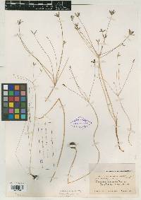 Leibergia orogenioides image