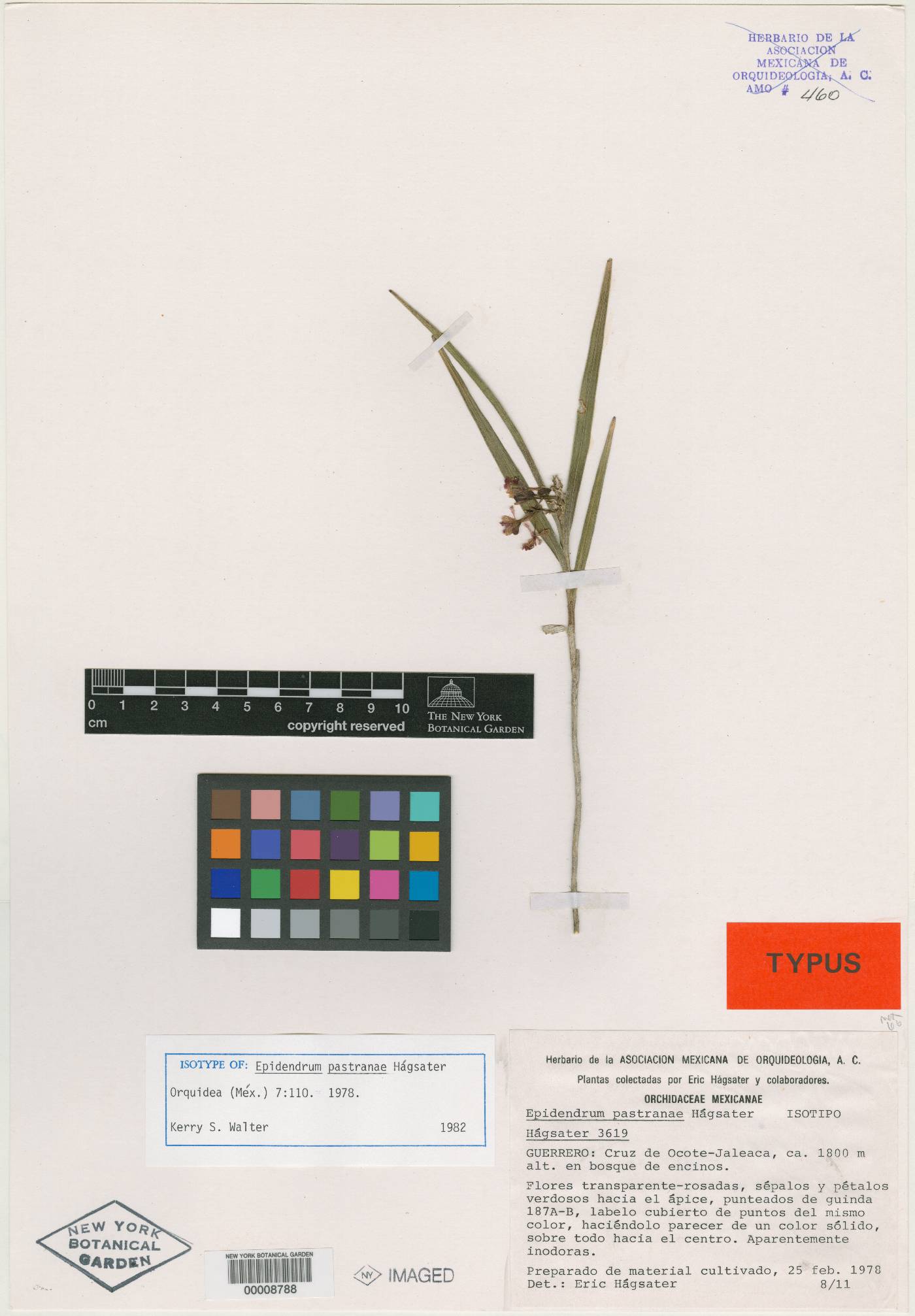 Epidendrum pastranae image