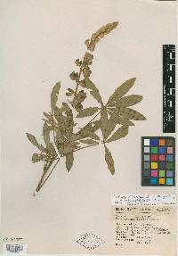 Lupinus exaltatus image