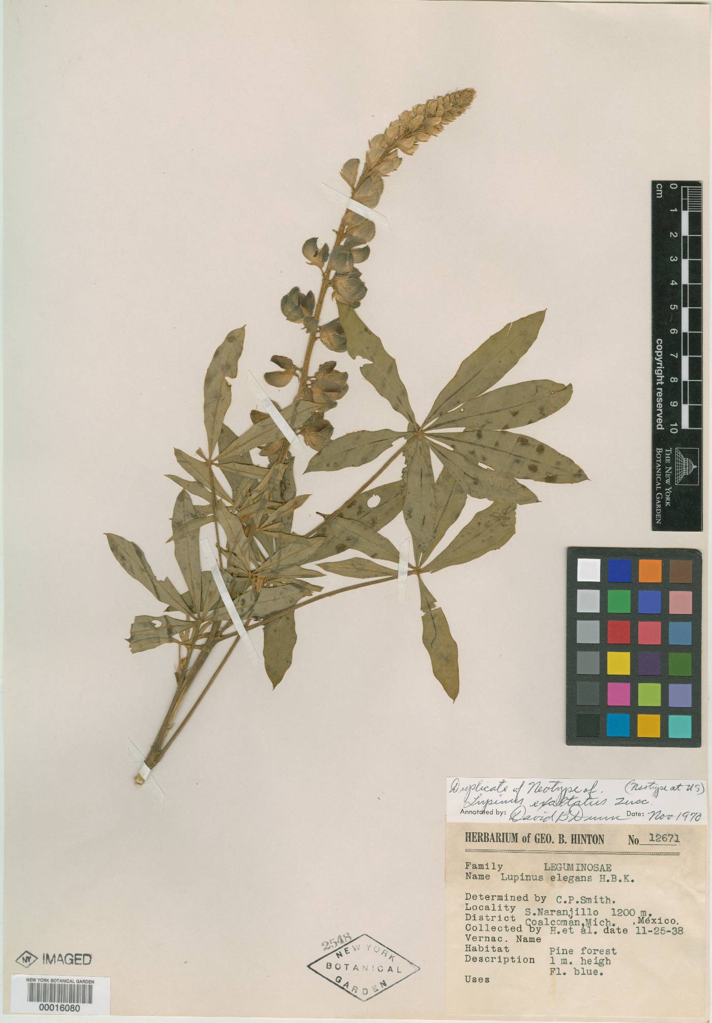 Lupinus exaltatus image