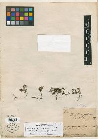 Hedyotis serpyllacea image