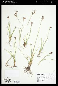 Juncus orthophyllus image