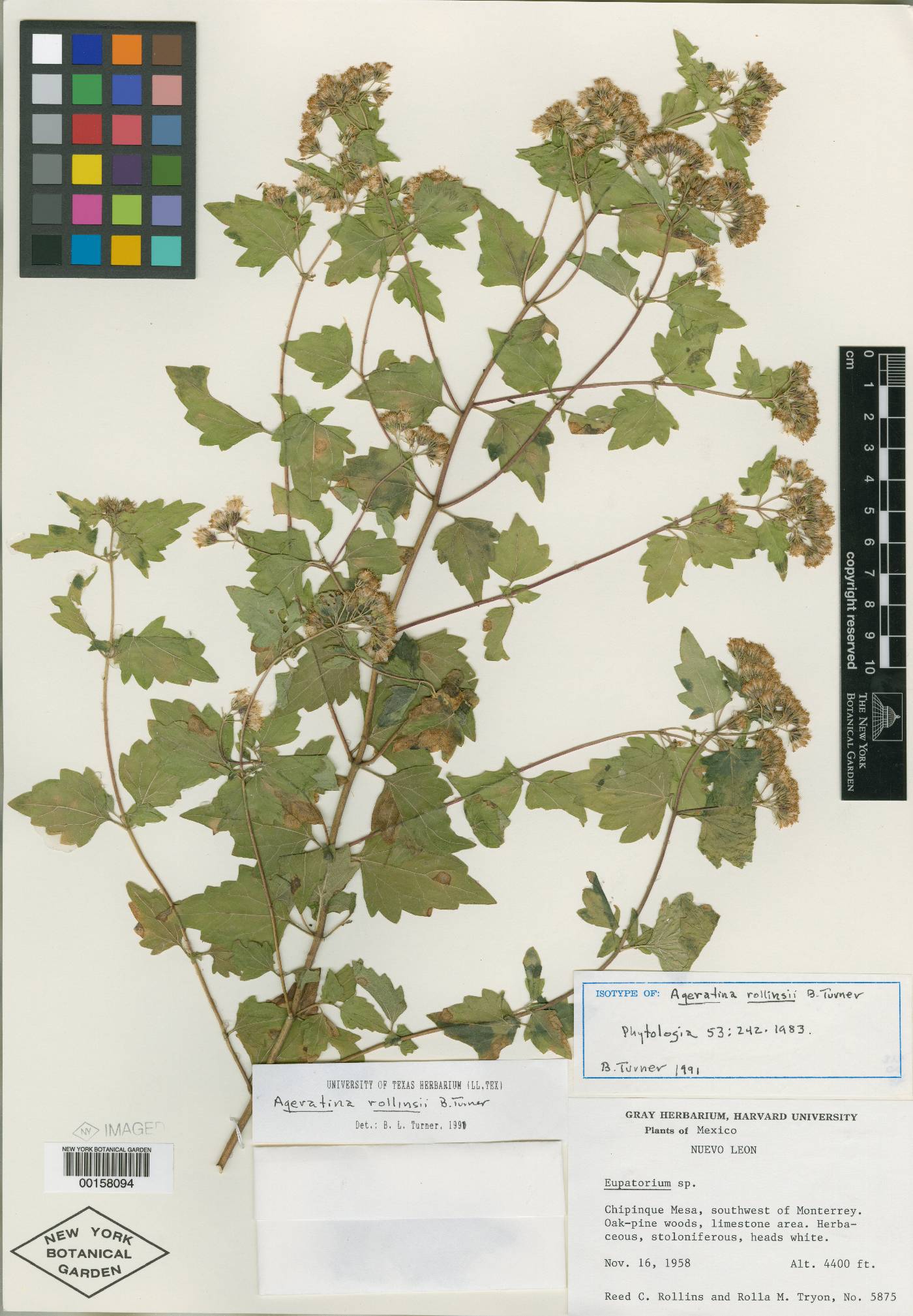 Ageratina nesomii image