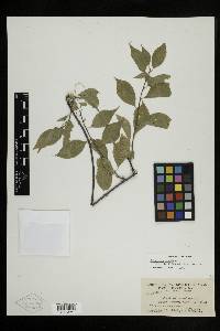 Celastrus scandens image