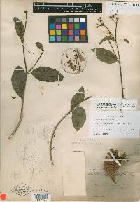 Hiraea mexicana image