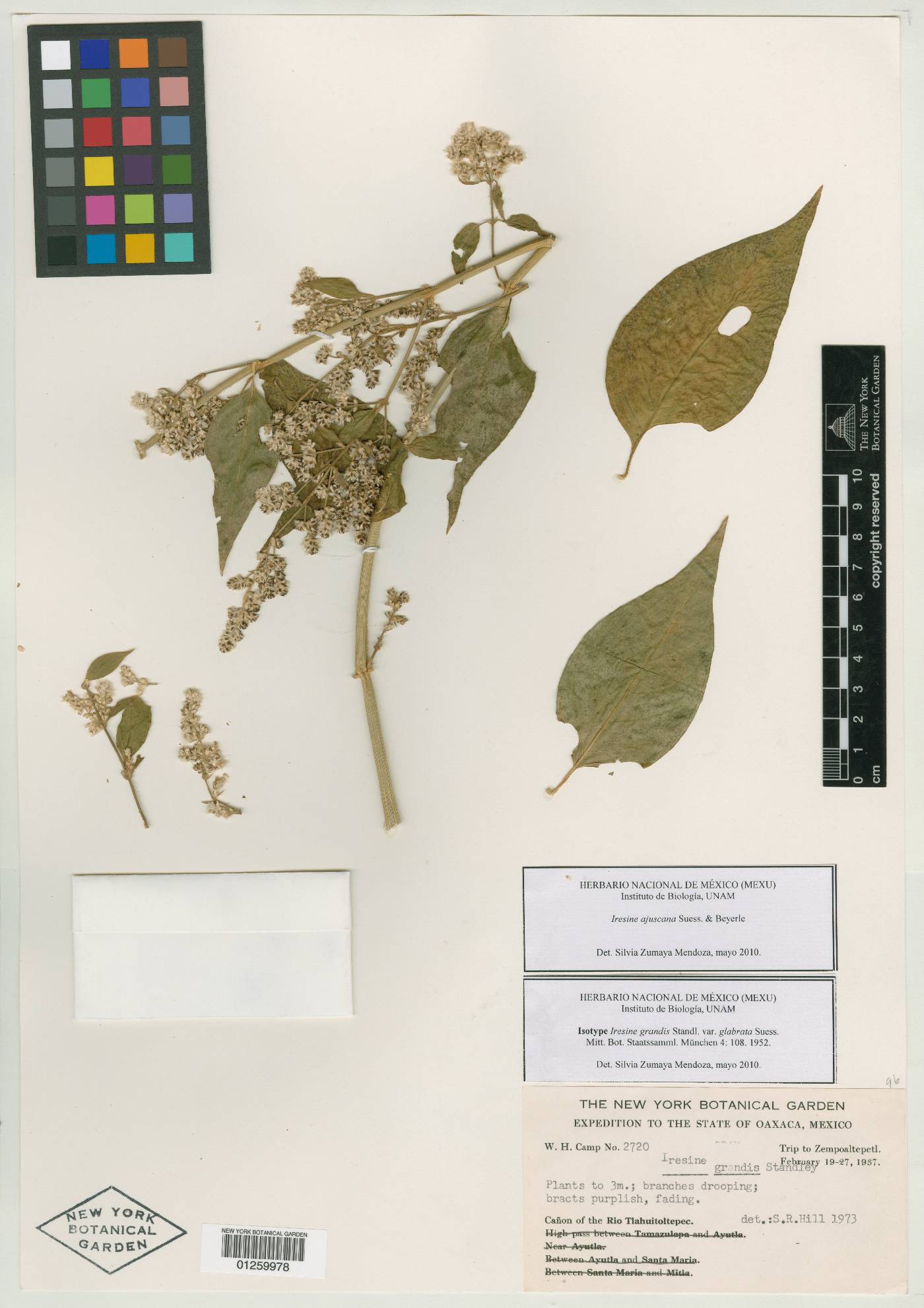 Iresine ajuscana image
