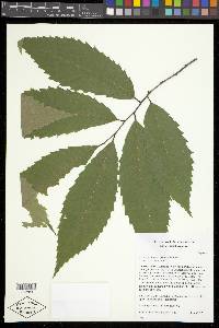 Castanea dentata image