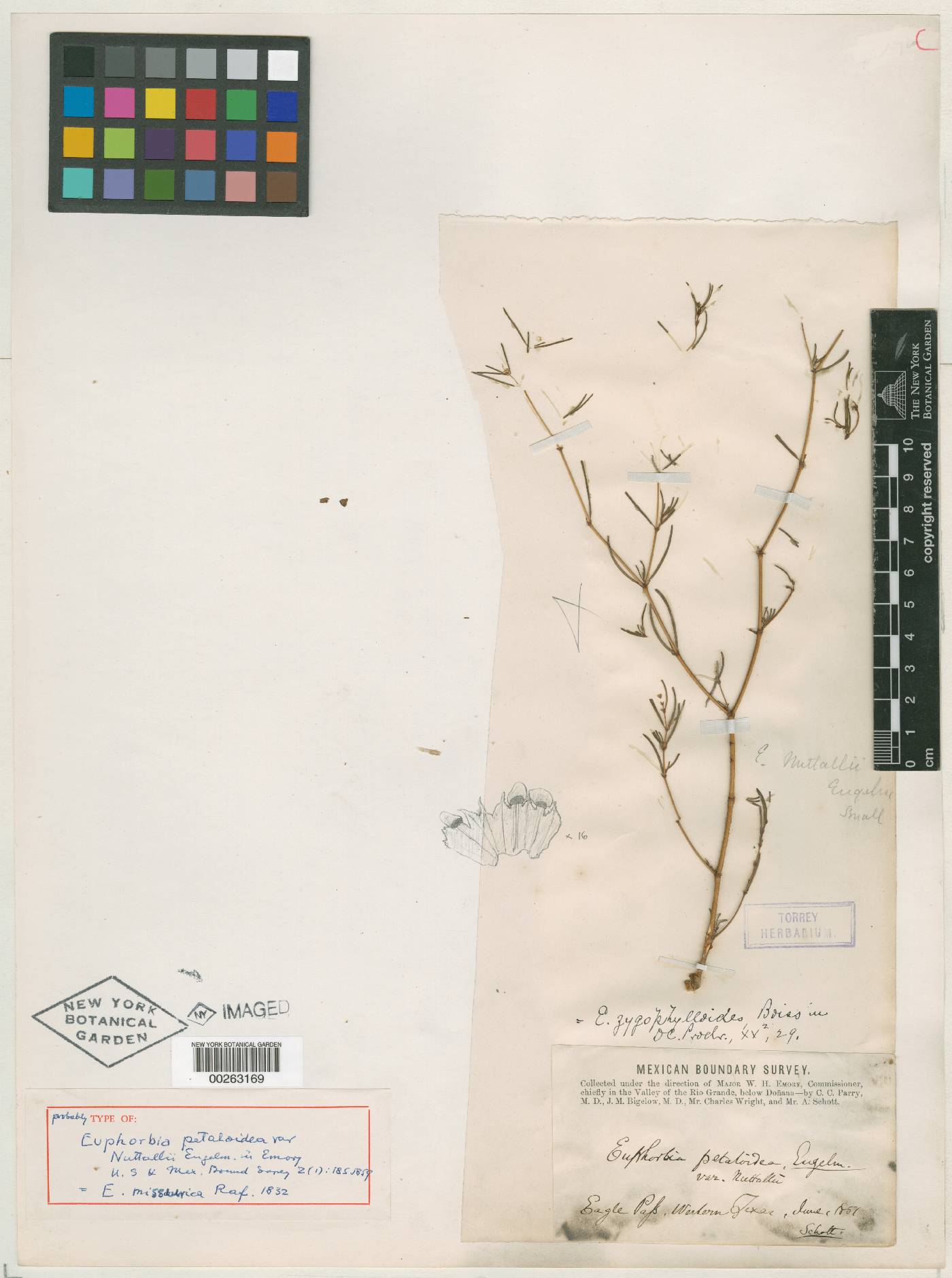 Euphorbia missurica image