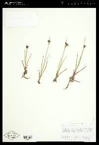 Juncus castaneus image