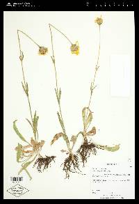 Arnica longifolia image