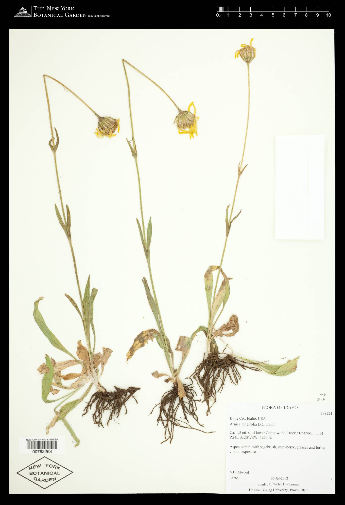 Arnica longifolia image