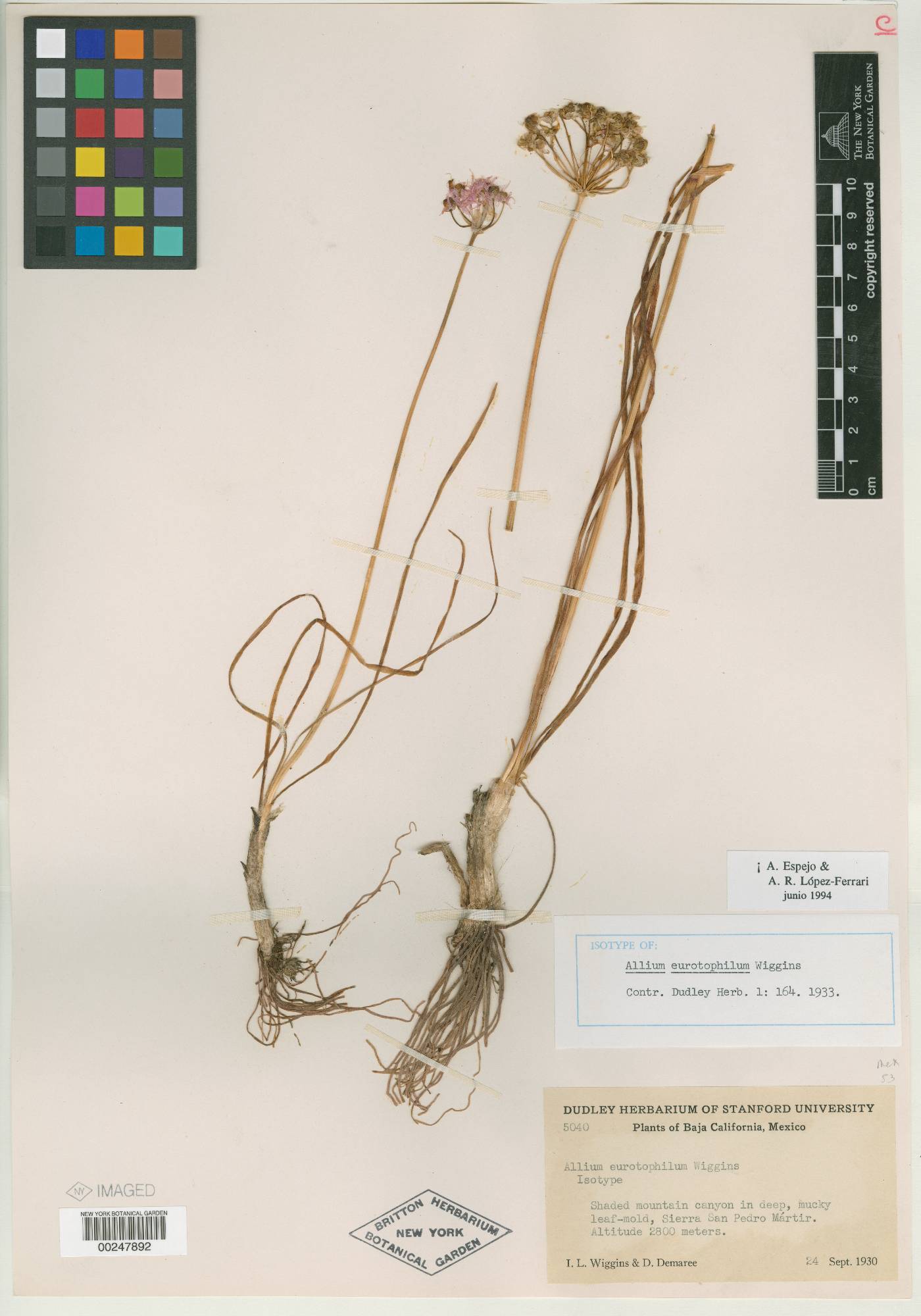 Allium eurotophilum image