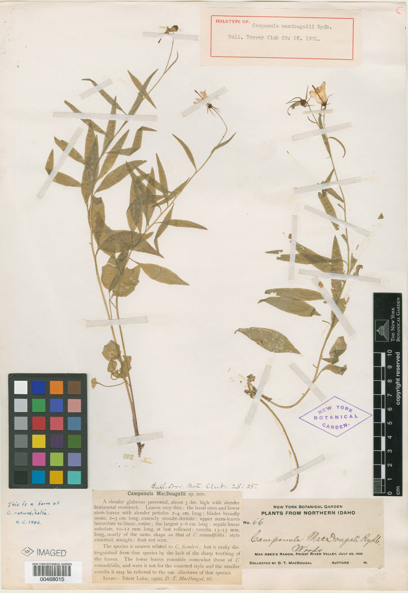 Campanula petiolata image