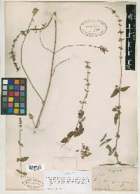 Salvia alamosana image