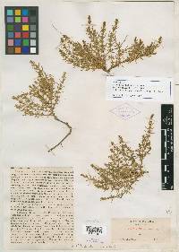 Glaux acutifolia image