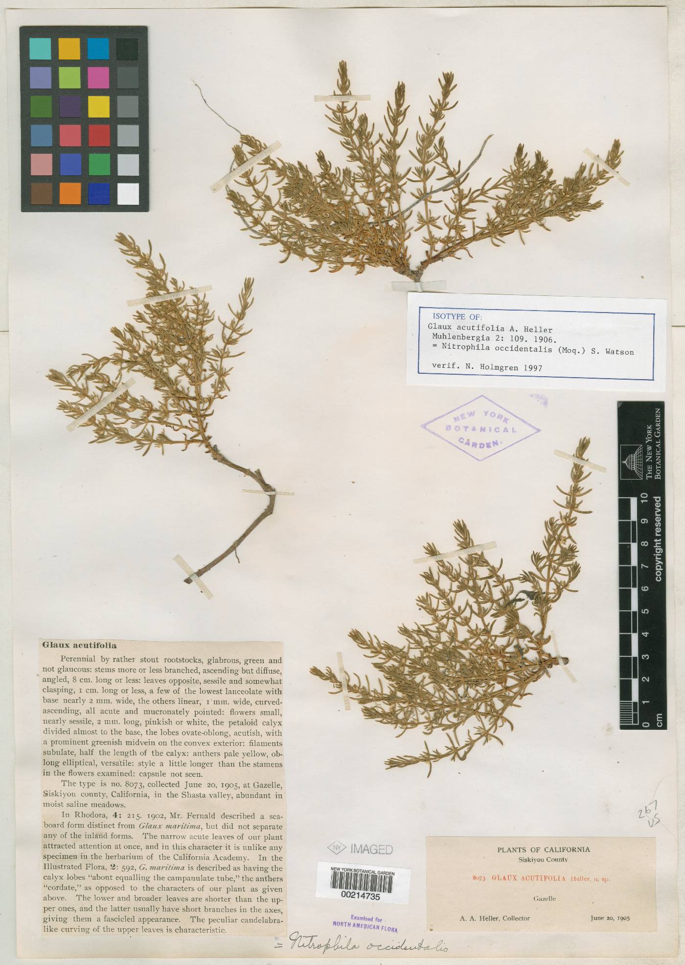 Glaux acutifolia image