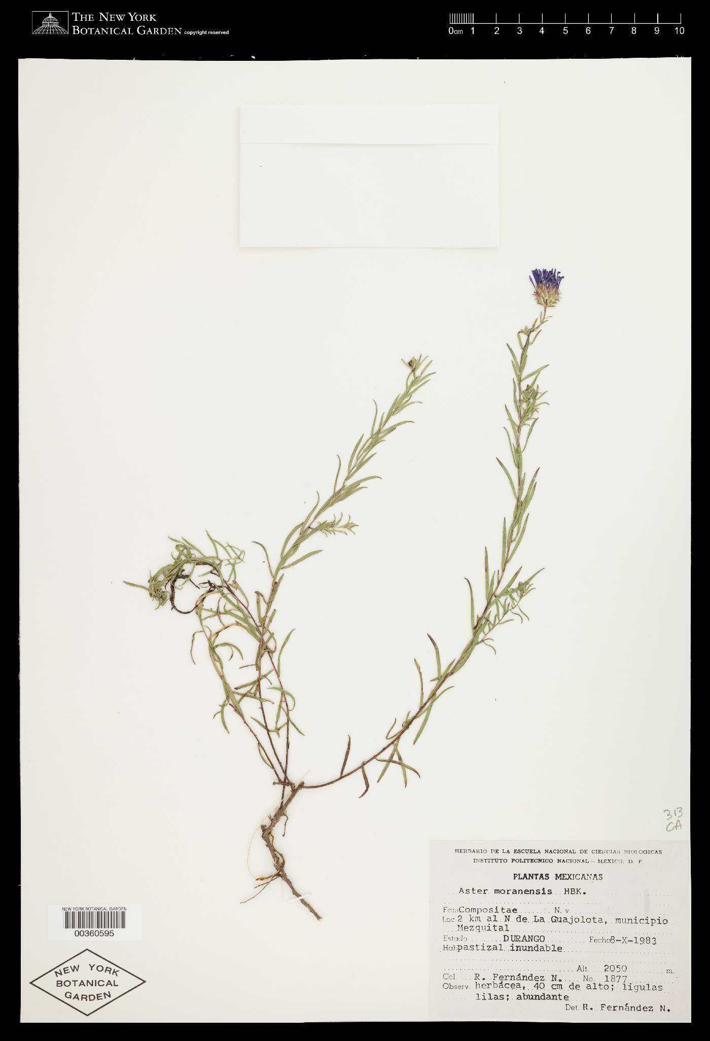 Symphyotrichum moranense image