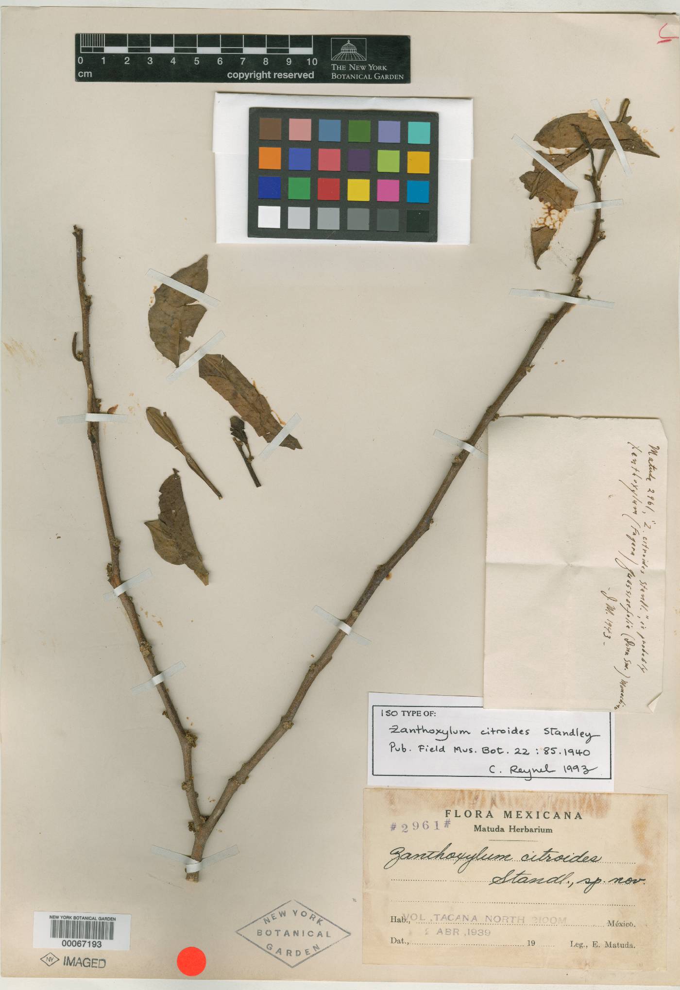 Zanthoxylum quassiifolium image