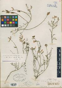 Astragalus antoninus image