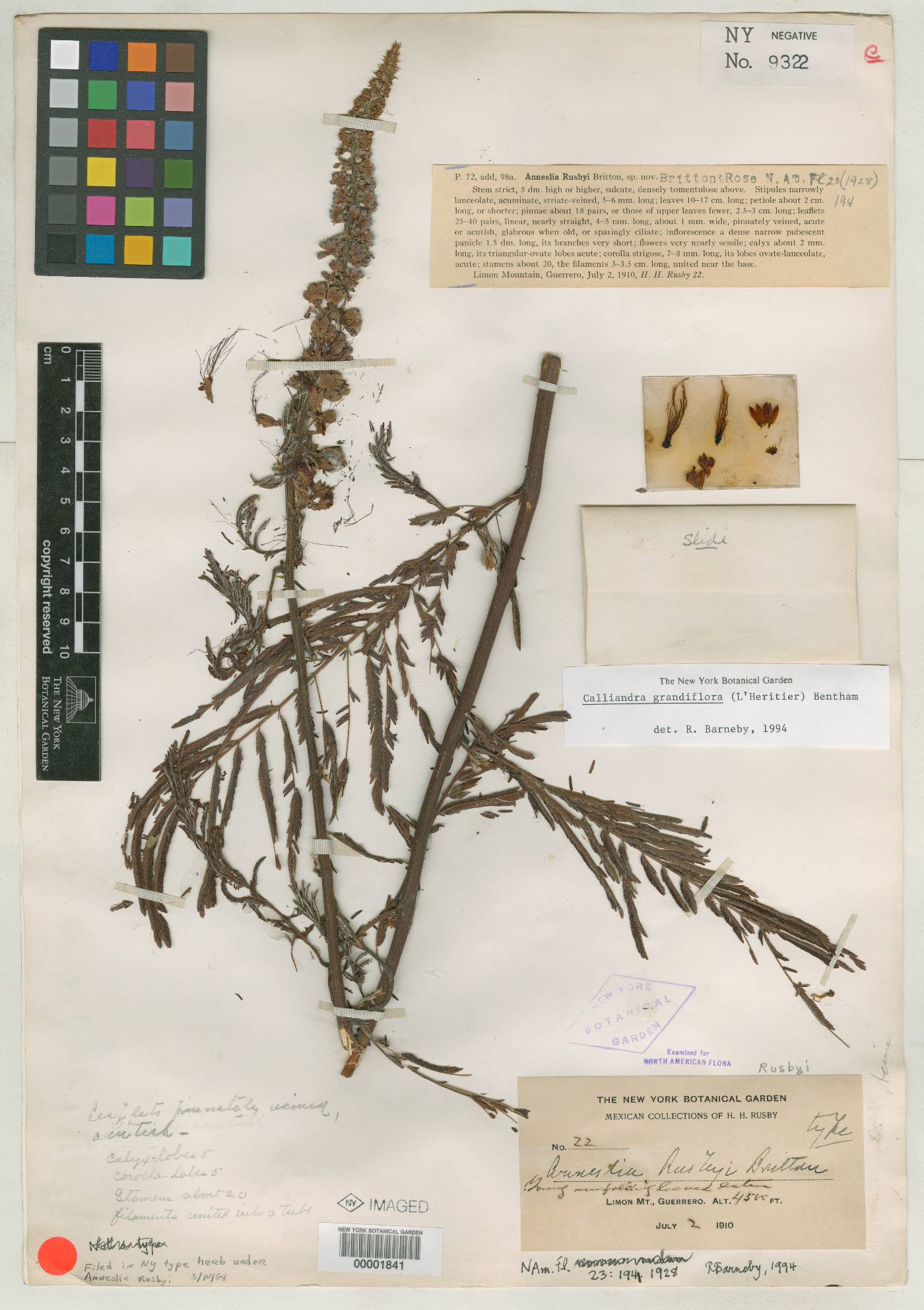 Calliandra houstoniana var. anomala image