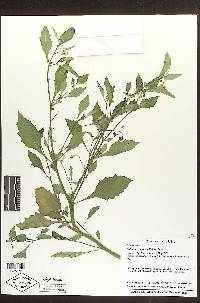 Solanum nigrescens image