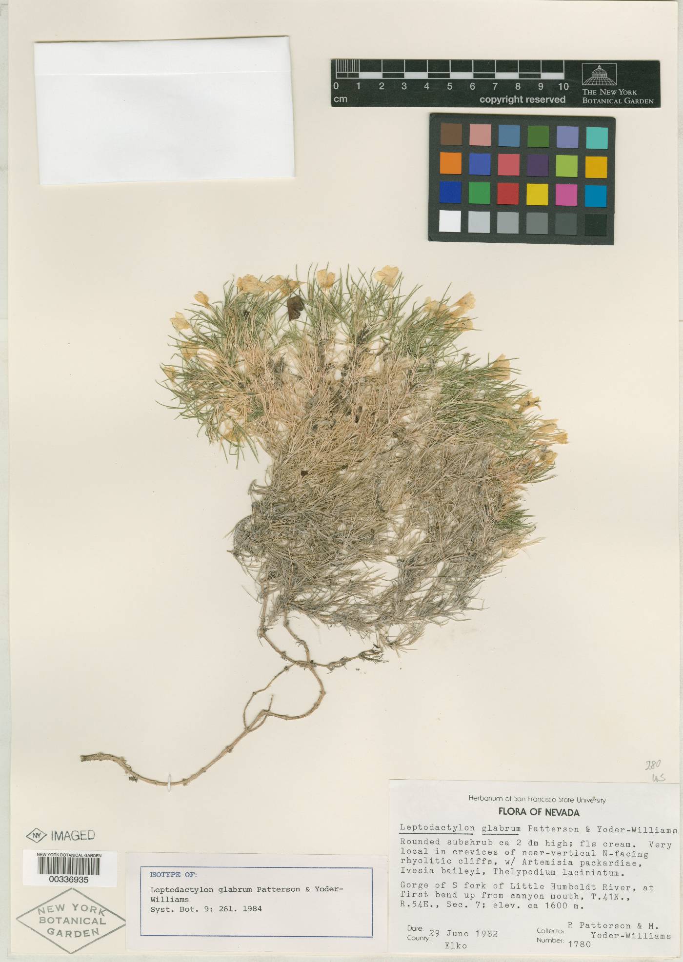 Leptodactylon glabrum image