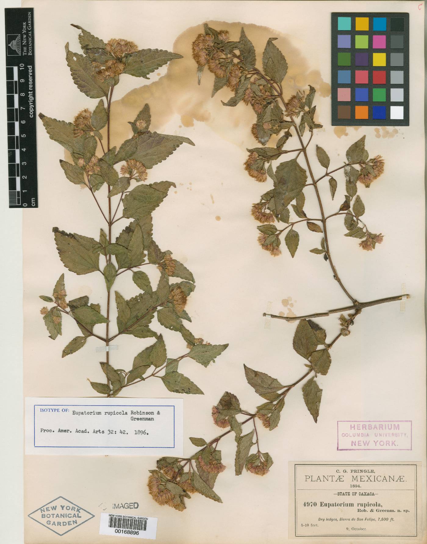 Ageratina rupicola image