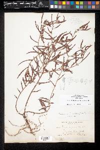 Chamaecrista nictitans var. aspera image