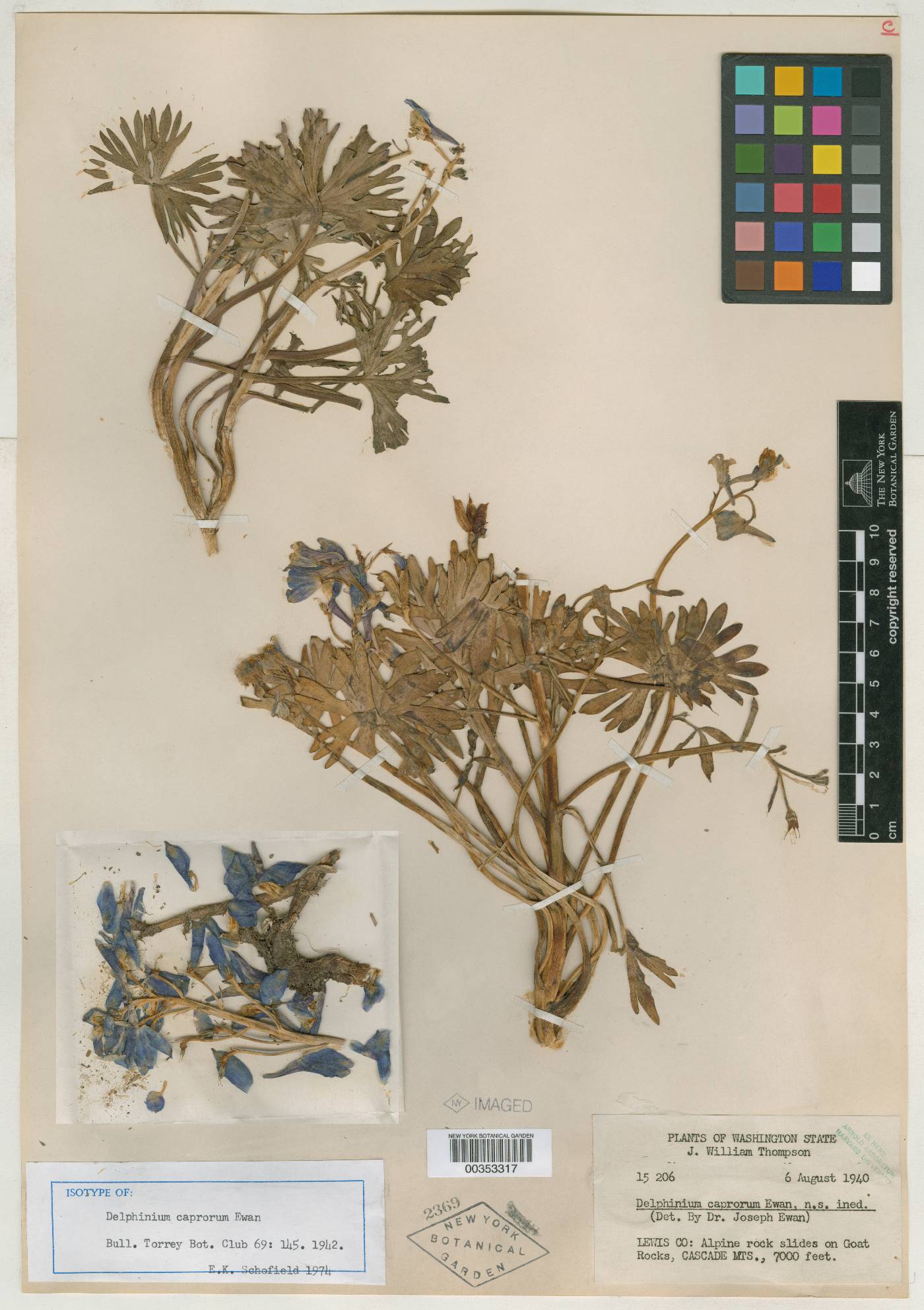 Delphinium caprorum image