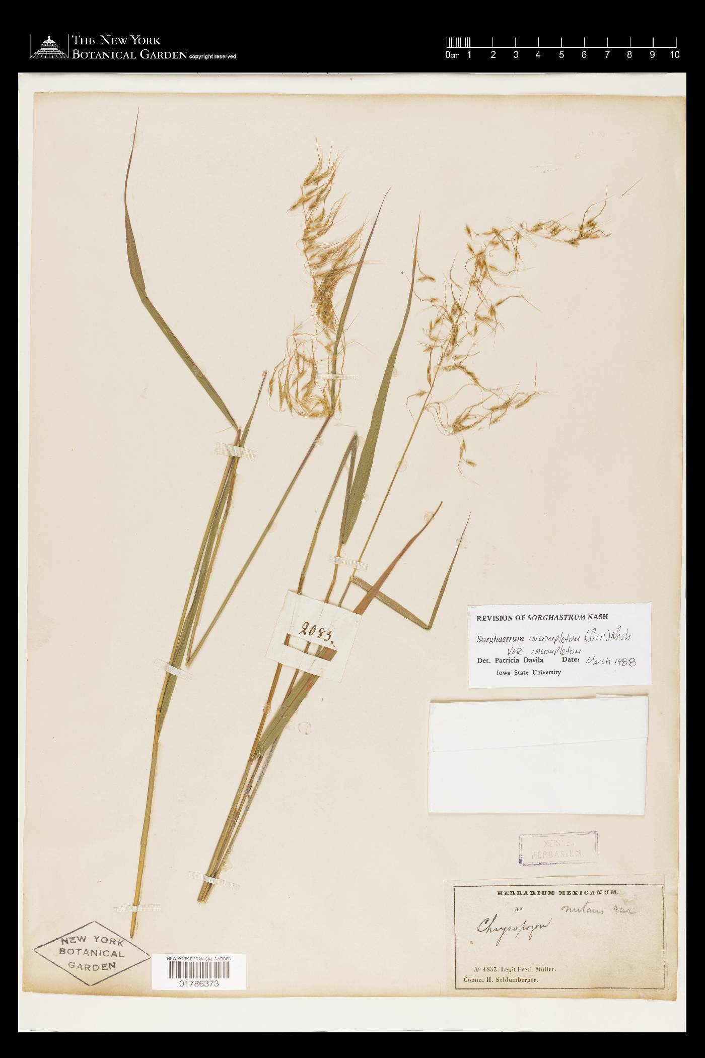 Sorghastrum incompletum image