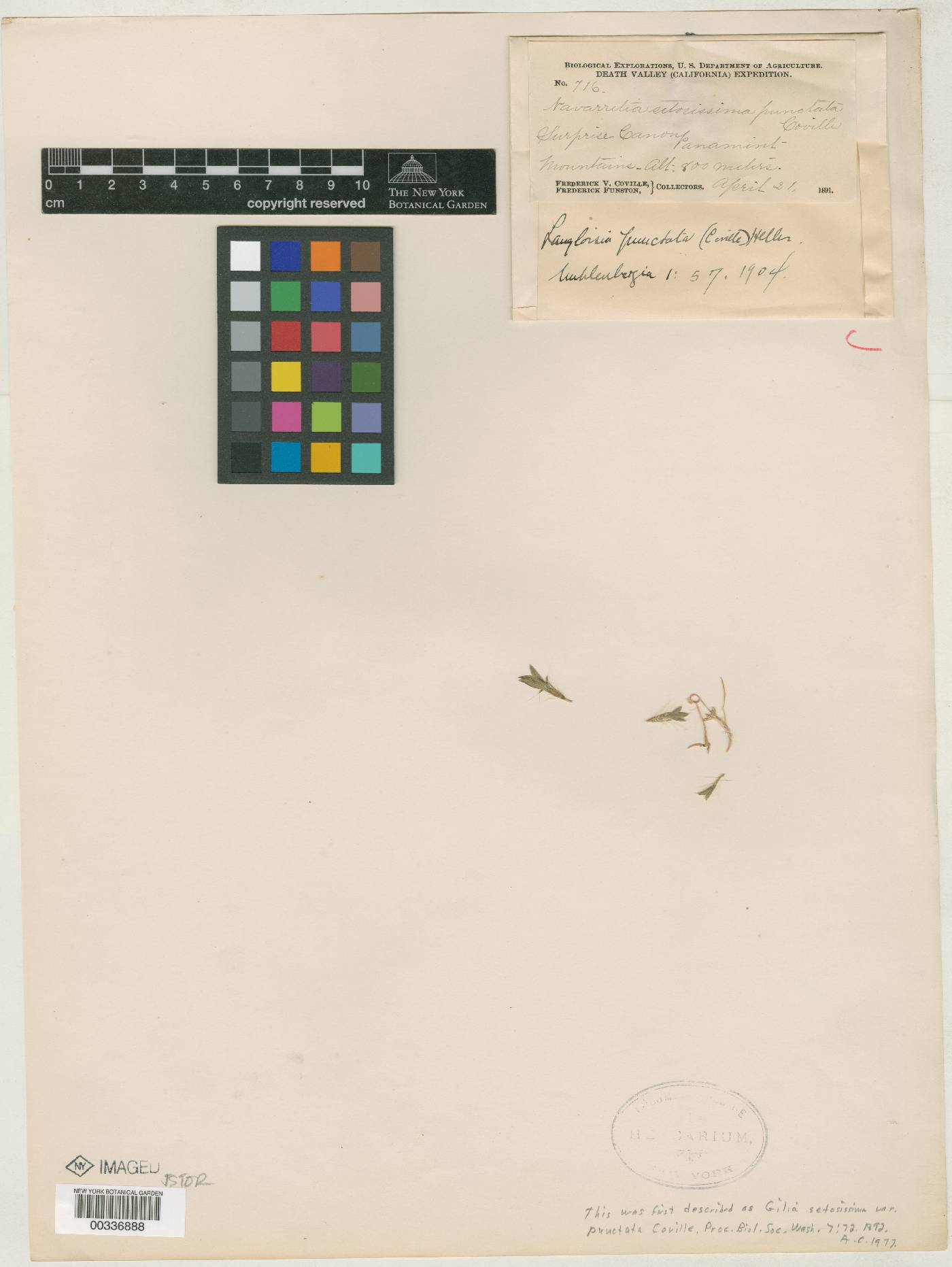 Gilia setosissima var. punctata image