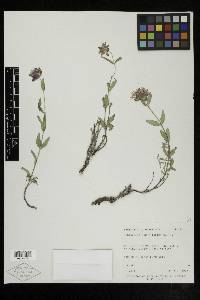 Monardella glauca image