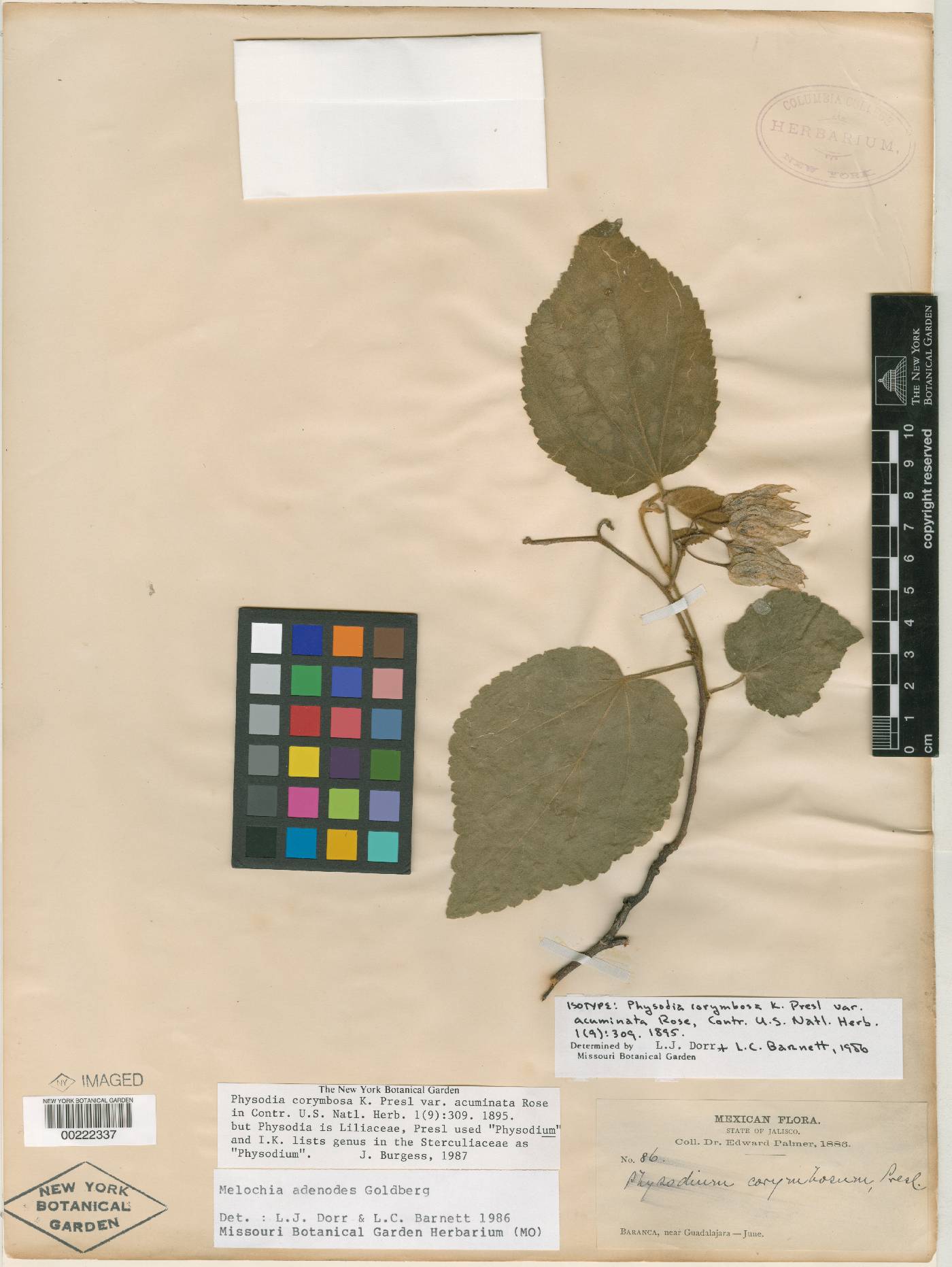 Physodium adenodes var. acuminatum image