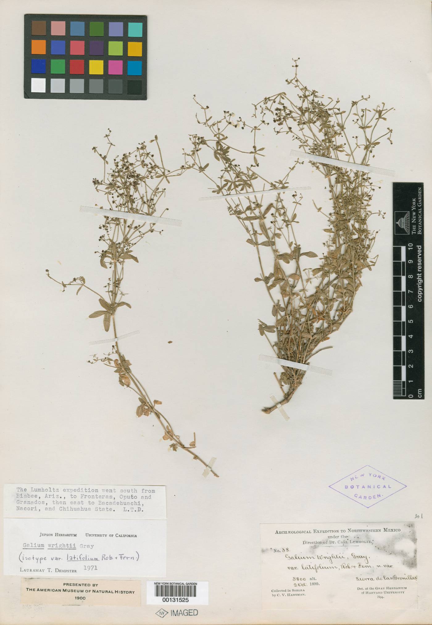 Galium wrightii var. latifolium image