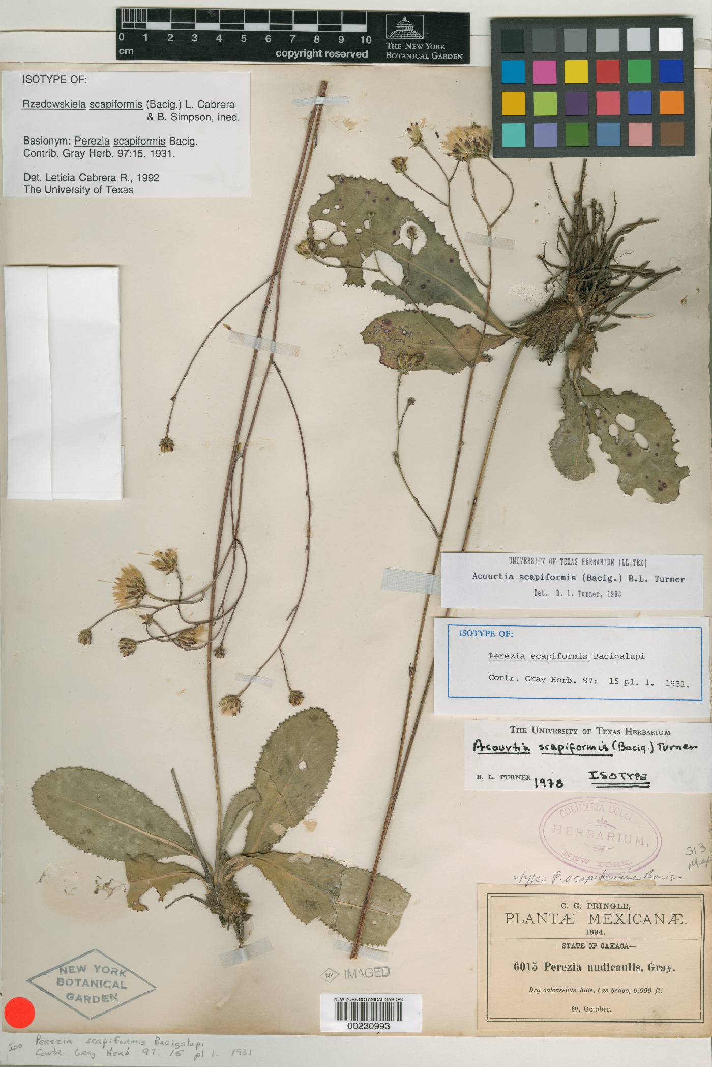 Acourtia scapiformis image