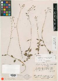 Lobelia diastateoides image