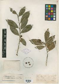 Ilex pseudoumbelliformis image