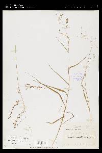 Tridens eragrostoides image