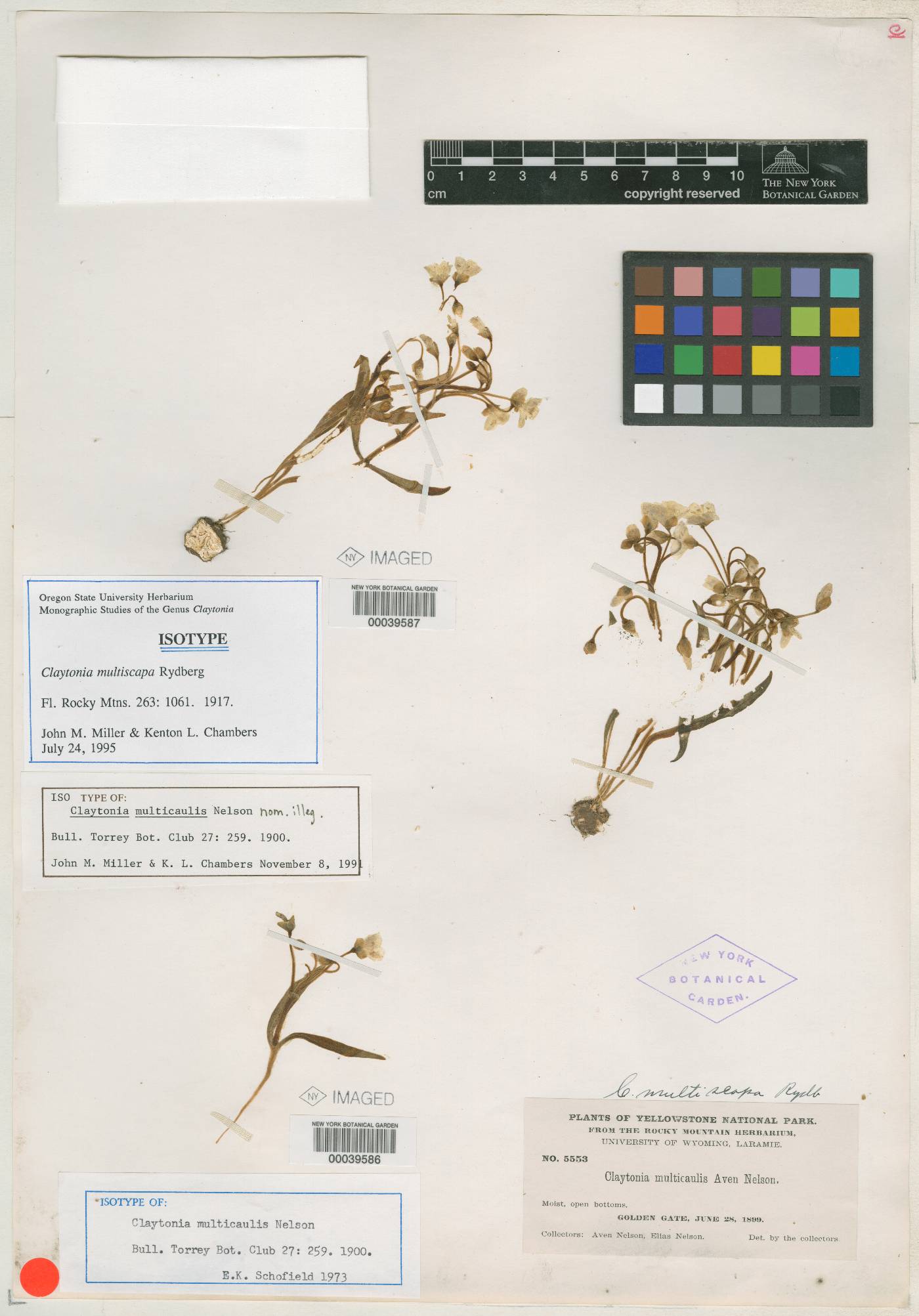 Claytonia multicaulis image