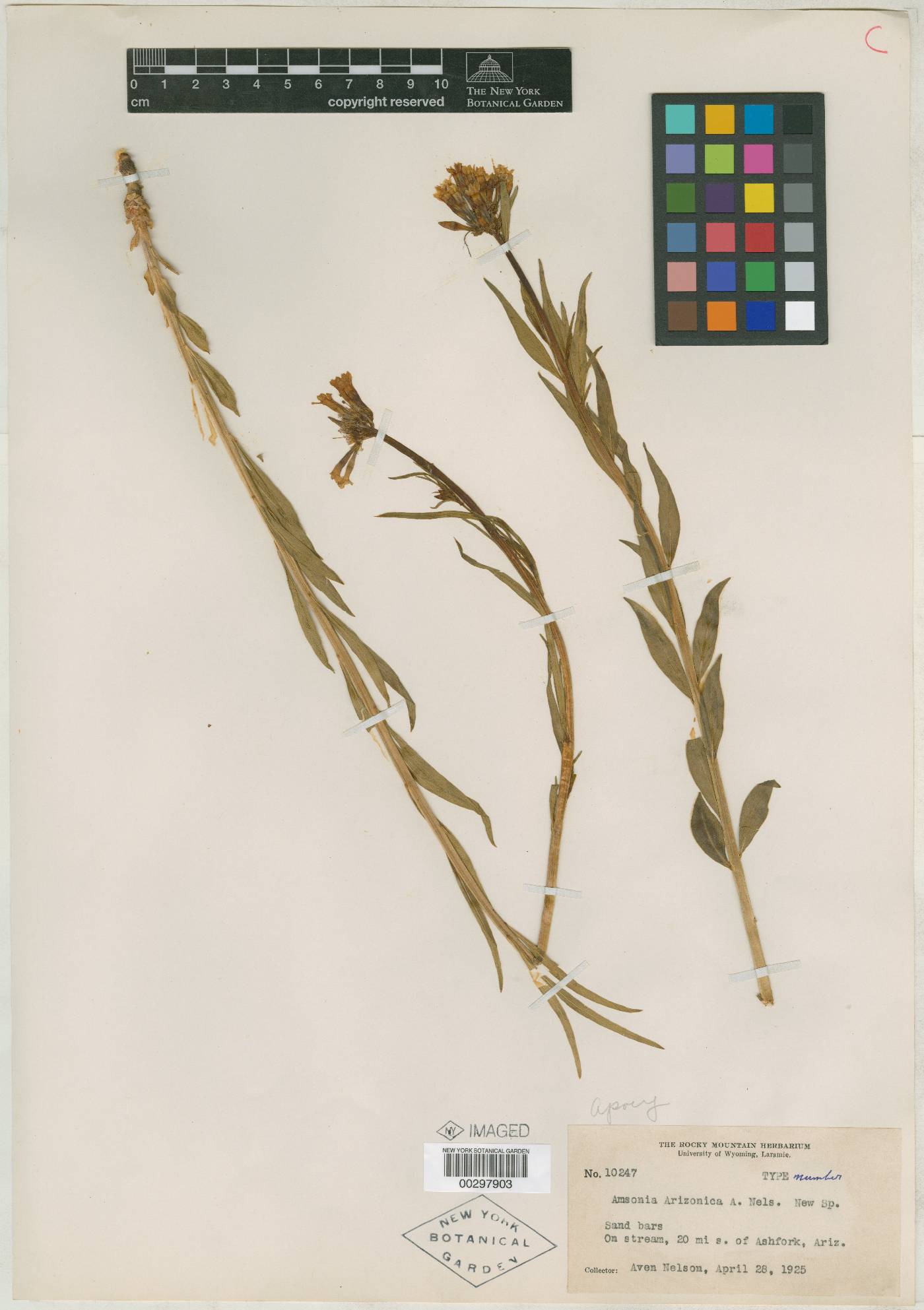 Amsonia arizonica image