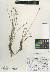 Microseris laciniata subsp. siskiyouensis image