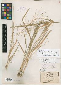 Panicum hallii image