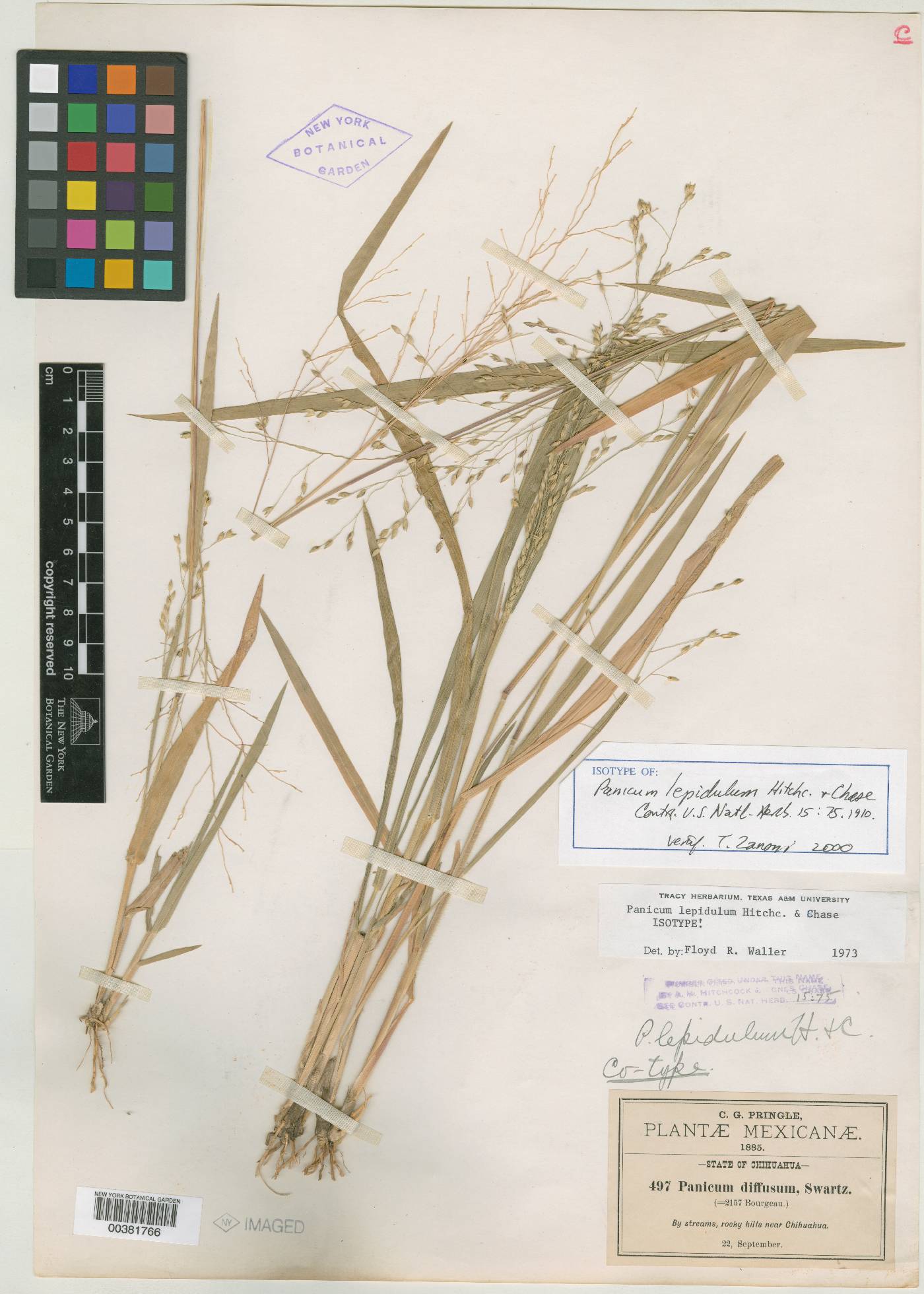 Panicum lepidulum image