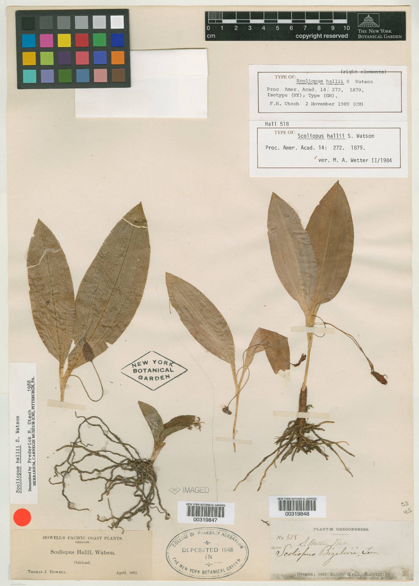 Scoliopus hallii image