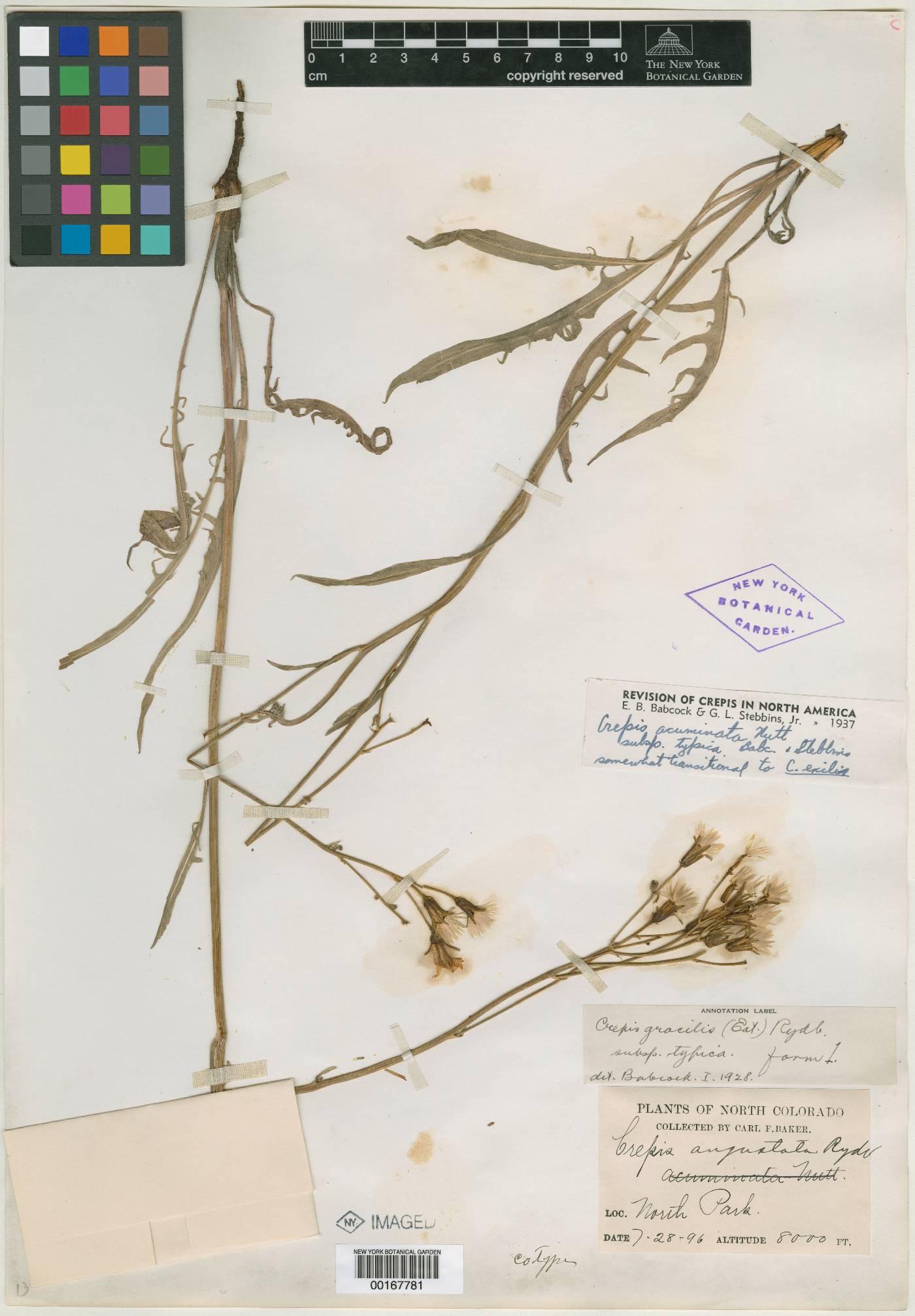 Crepis angustata image