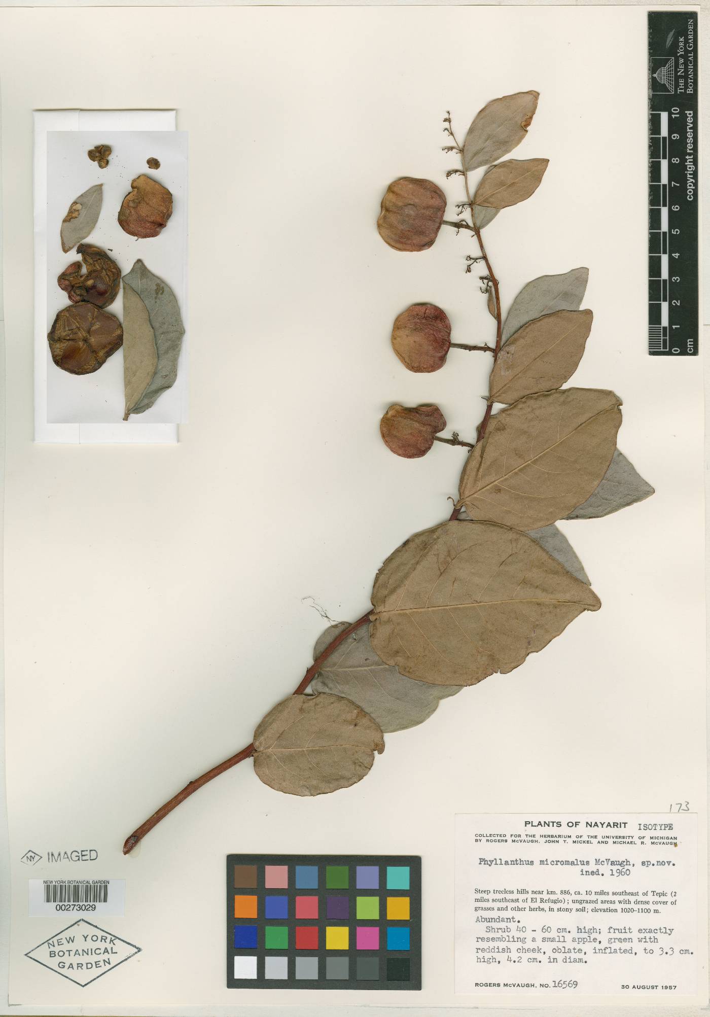 Phyllanthus tequilensis image