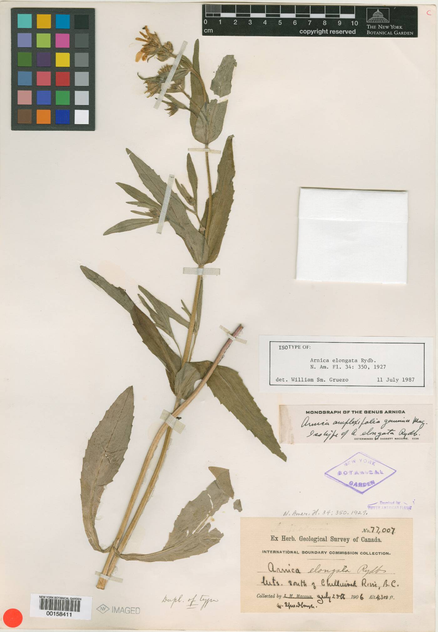 Pentacalia amplexicaulis image