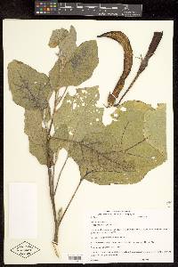 Solanum melongena image