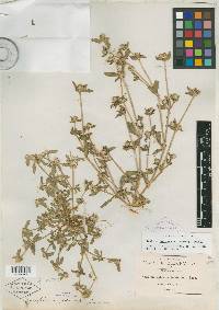 Gomphrena parviceps image