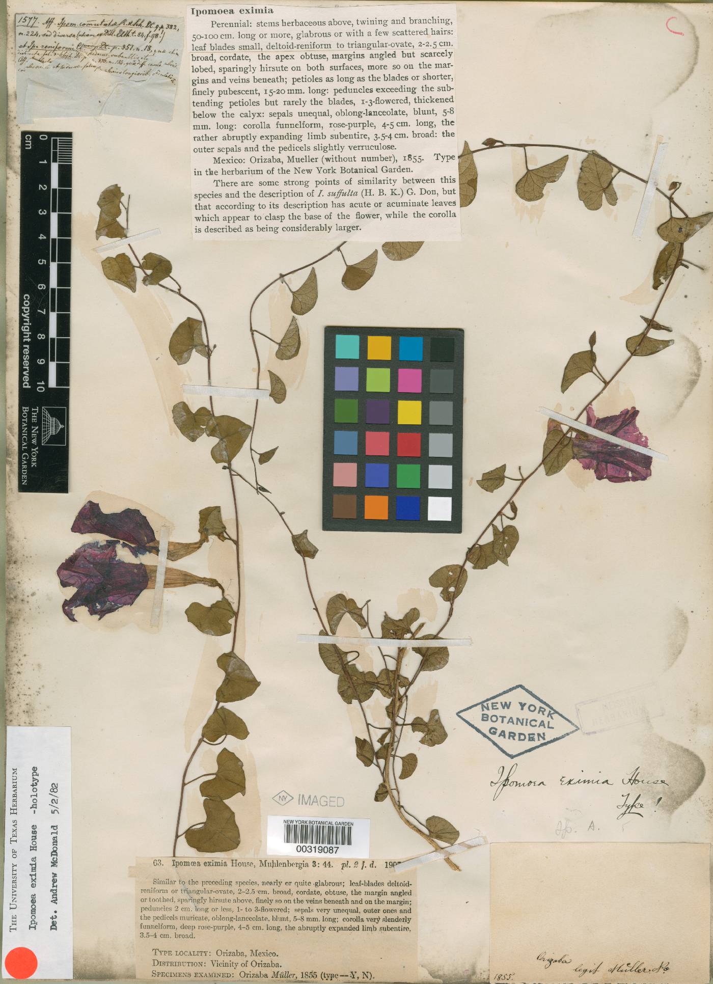 Ipomoea eximia image